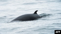 FILE - A minke whale swims in the waters of the Stellwagen Bank National Marine Sanctuary, near Gloucester, Massachusetts, May 10, 2018. Minke whales are the second smallest baleen whale and at full maturity may reach 7 or 8 meters in length. 