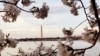 Washington da bienvenida a la primavera con los cerezos en flor