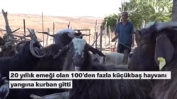 20 yılda yetiştirdiği sürüsünü yangında kaybetti: “Hayvanlar yoksa biz de yokuz”