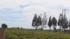 Campo agrícola em Malanje, Angola