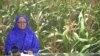 Cibiyar Bincike Na Zaria Ta Samo Wani Nau’in Masarar Da Kwari Basa Masa Illa Domin Inganta Girbi
