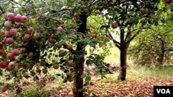 Apple from Kurdistan -Iraq Berwari Bala Region