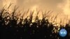 Grain Prices Soar as Ukraine War Drags On
