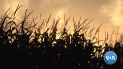 Grain Prices Soar as Ukraine War Drags On