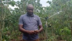 Murisanga