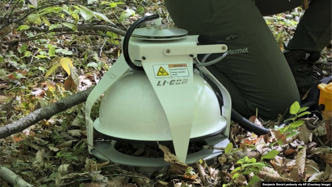 Observations from around the world show that, as temperatures have warmed, bacteria and fungi in soil are releasing more carbon into the atmosphere. (Benjamin Bond-Lamberty via AP)