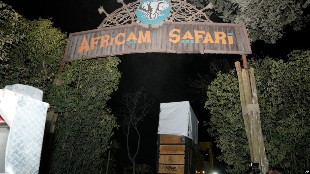 Un camión que transporta una jirafa llamada Benito llega al santuario Africam Safari en las afueras de Puebla, México, el martes 23 de enero de 2024. 