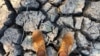 Southern Africa Enduring Its Worst Hunger Crisis in Decades Due to El Niño, UN Says