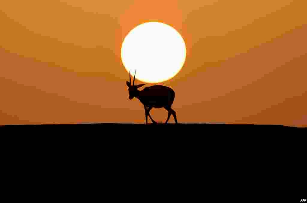 Sejenis rusa padang pasir, yang dikenal sebagai "Reem", terlihat di Telal Resort di pinggiran kota al-Ain di ujung timur Teluk Emirat, Abu Dhabi, UEA. (Foto: Karim SAHIB / AFP )