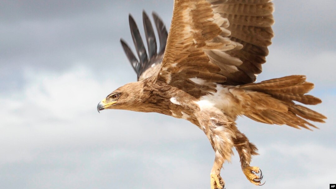 This 2018 photo provided by Evan R. Buechley shows a Tawny Eagle in Ethiopia. The tawny eagle is considered vulnerable to extinction by scientists. The destruction of forests and grasslands in Africa and South Asia are shrinking its habitat. 