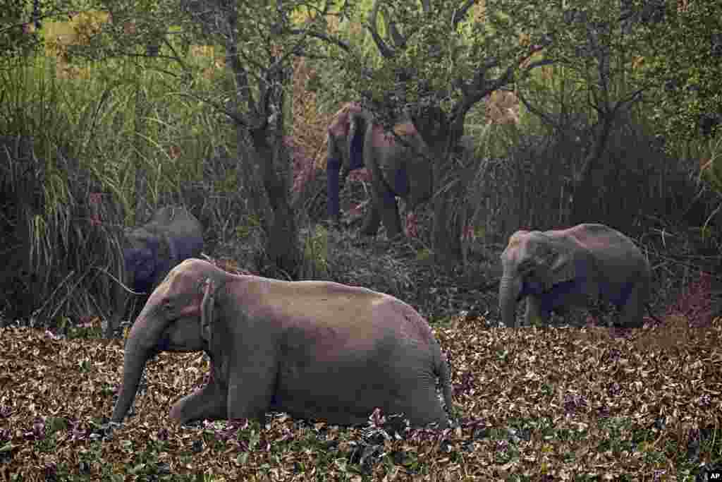 A herd of wild elephant search for food in a forested area near a railway track at Panbari village, on the outskirts of Gauhati, India.