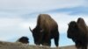 Photo shows two of a herd of about 50 buffalo from the private herd managed by Pine Ridge Reservation resident Charles "Bamm" Brewer.