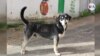 El abandono de animales en medio de la pandemia