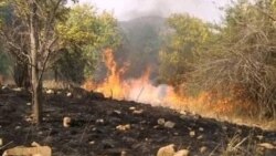 ኣብ ብሄራዊ ፓርክ ቃፍታ ሸራሮ ዝተላዕለ ባርዕ ሓዊ ኣብ ልዕሊ 1500 ሄክታር መሬት ጉድኣት ምብጽሑ ተገሊጹ