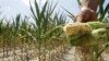 WFP: Food Crisis Deteriorating in Zimbabwe