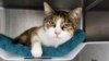 Missing Cat Turns Up Three Years after California Disaster