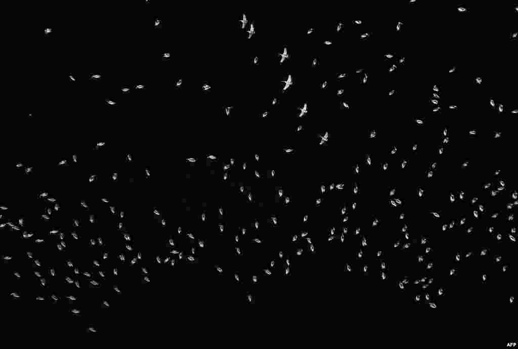 White pelicans, one of the largest birds from Canada and the United States, are seen flying over the shore of the Chapala lagoon in Cojumatlan, Mexico.