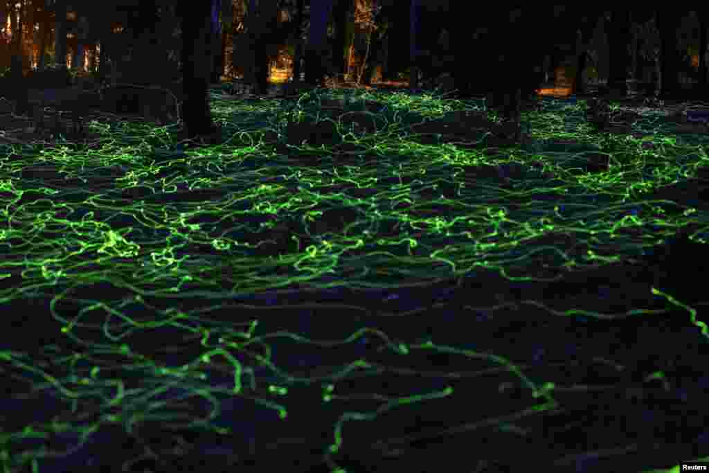 Cahaya kunang-kunang tampak menyala di dalam hutan di daerah Pitrufquen, Temuco, Chili (Foto: Reuters)