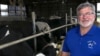 Dave Daniels stands in front of some of his 575 dairy cows on his farm in Union Grove, Wis., Aug. 6, 2019. 
