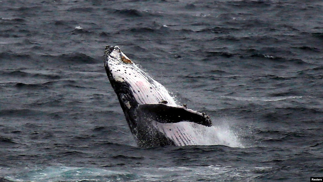 FILE - A humpback whale off the coast at Clovelly Beach in Sydney, Australia, June 19, 2016. 