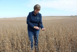 FILE PHOTO: Soybean farmer Pat Swanson examines her soybean crops as farmers struggle in Ottumwa, Iowa, Oct. 4, 2019.