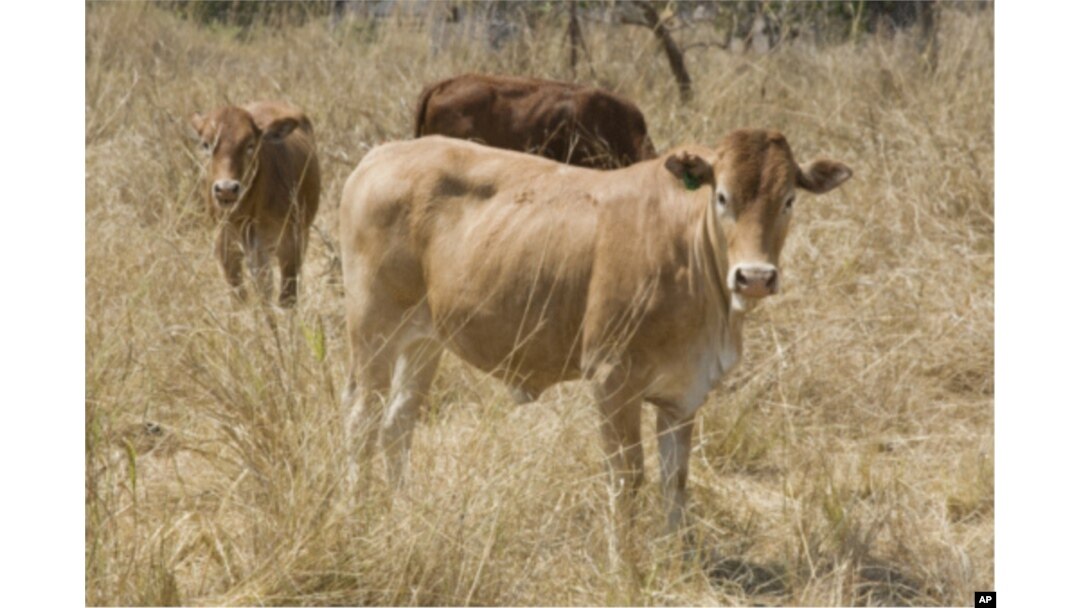 Scientists at the International Livestock Research Institute in Nairobi, Kenya have been working on the cattle equivalent of the disease trypanosomiasis