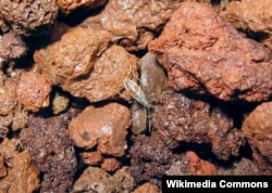 A Wekiu bug (Nysius wekiuicola) on volcanic cinder, Mauna Kea, at 13,400 feet (4,085 m) elevation.
