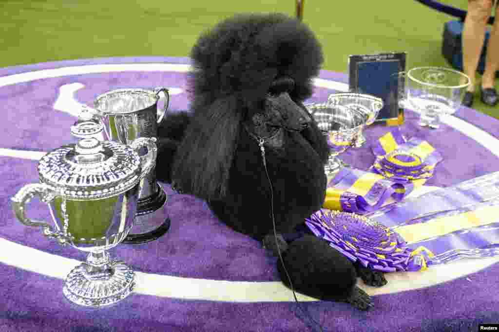 Siba the Standard Poodle, winner of Best in Show, poses with trophies and awards at the 2020 Westminster Kennel Club Dog Show at Madison Square Garden in New York, Feb. 11, 2020.