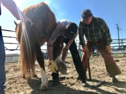 Participants in Sinte Gleske University’s Tiwahe Glu Kini Pi program learn to handle and groom horses.