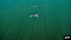 Vista aérea de plantaciones bananeras en la región de Urabá, departamento de Antioquia, Colombia, 14 de octubre de 2020.