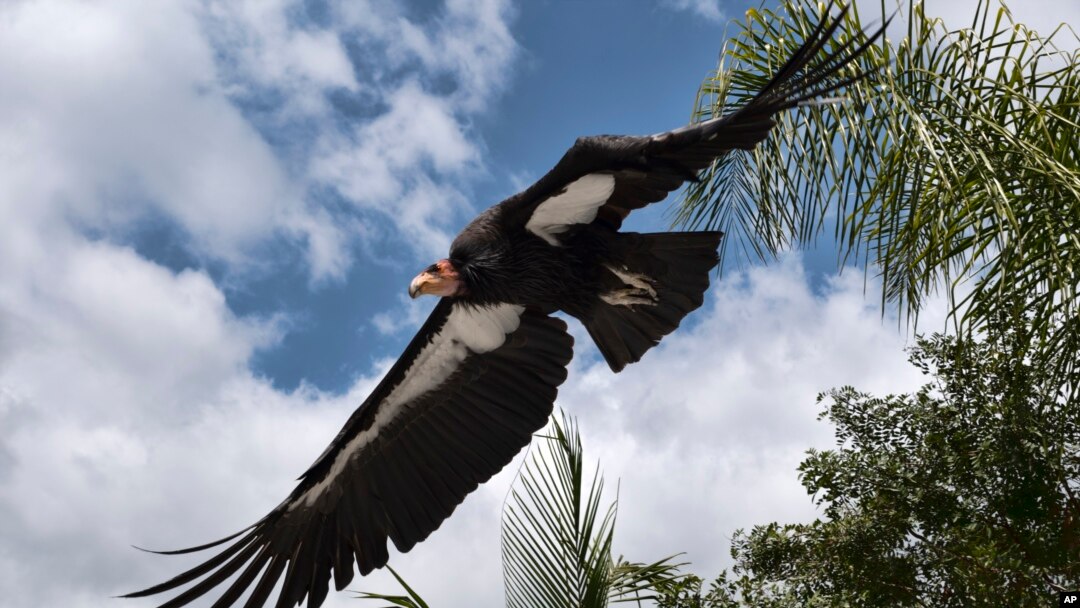 FILE - A California condor named Hope takes to flight at the Condor habitat at the Los Angeles Zoo, Tuesday, May 2, 2023. (AP Photo/Richard Vogel, File)