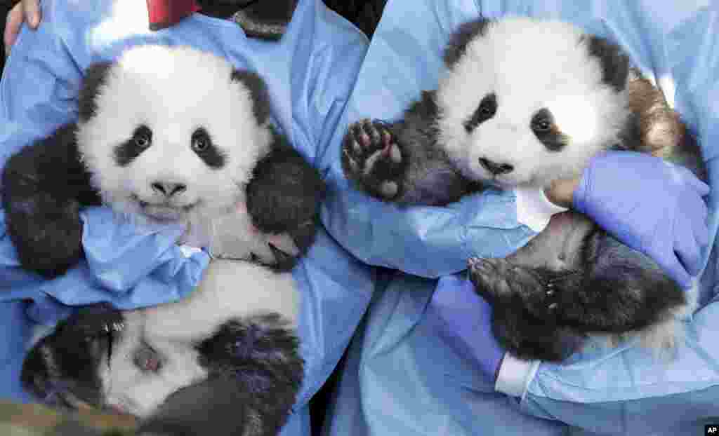 Zookeeper hold 'Meng Yuan' and 'Meng Xiang' during a name-giving event for the young panda twins at the Berlin Zoo in Berlin, Germany.