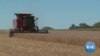 Ukraine War Helping, Hurting US Farmers