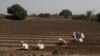 Indian Scientist Puts Crop That Fights 'Hidden Hunger' on the Map 