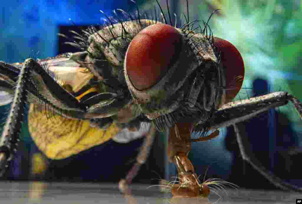 A visitor walks behind a giant 3D object of an common housefly by Julia Stoess during a press preview at the Leipzig asisi Panometer in Leipzig, Germany.