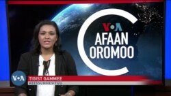Tamsaasa Guyaadhaa Guyyaa