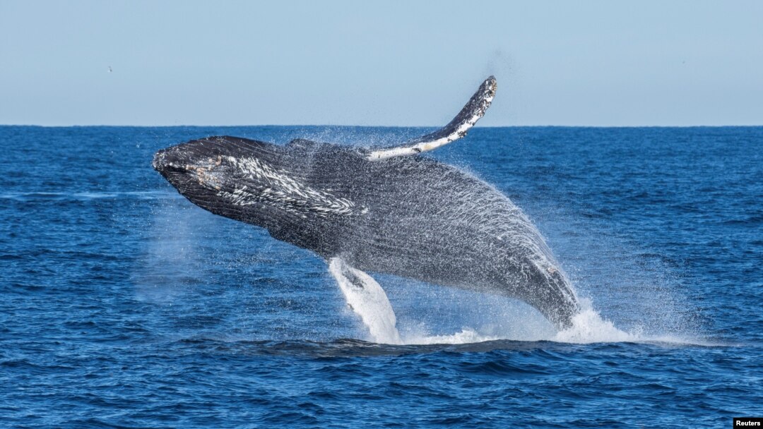 A humpback whale breaches off the coast of California, U.S. in this undated handout photograph.