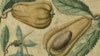 Illustration of an avocado from a 17th Century account of an expedition to the Caribbean. Courtesy of the John Carter Brown Library at Brown University.