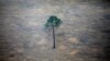 Study: 8% of Amazon Rainforest Destroyed Since 2000 