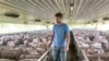 US Hog Farmers Struggle to Survive After COVID-19 Hobbles Meat Processing 