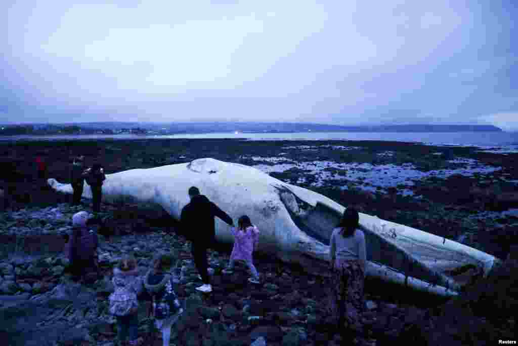People walk around a dead fin whale that washed up on Ballinclamper beach, near Dungarvan, Ireland on January 20, 2025.
