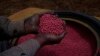 ARCHIVO - Un empleado clasifica soja para sembrar en la finca Passatempo, Sidrolandia, estado de Mato Grosso do Sul, Brasil, el jueves 20 de octubre de 2022. (AP)