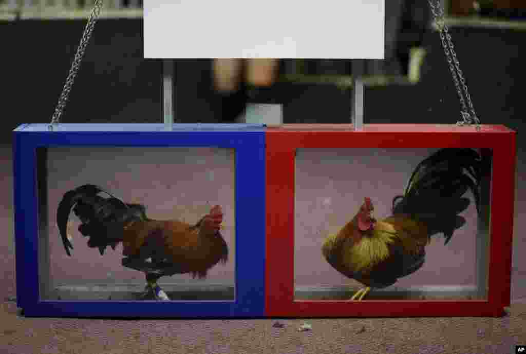 Two gamecocks are housed in cages on fight night at the Campanillas cockfighting club, in Toa Baja, Puerto Rico, Dec. 18, 2019.