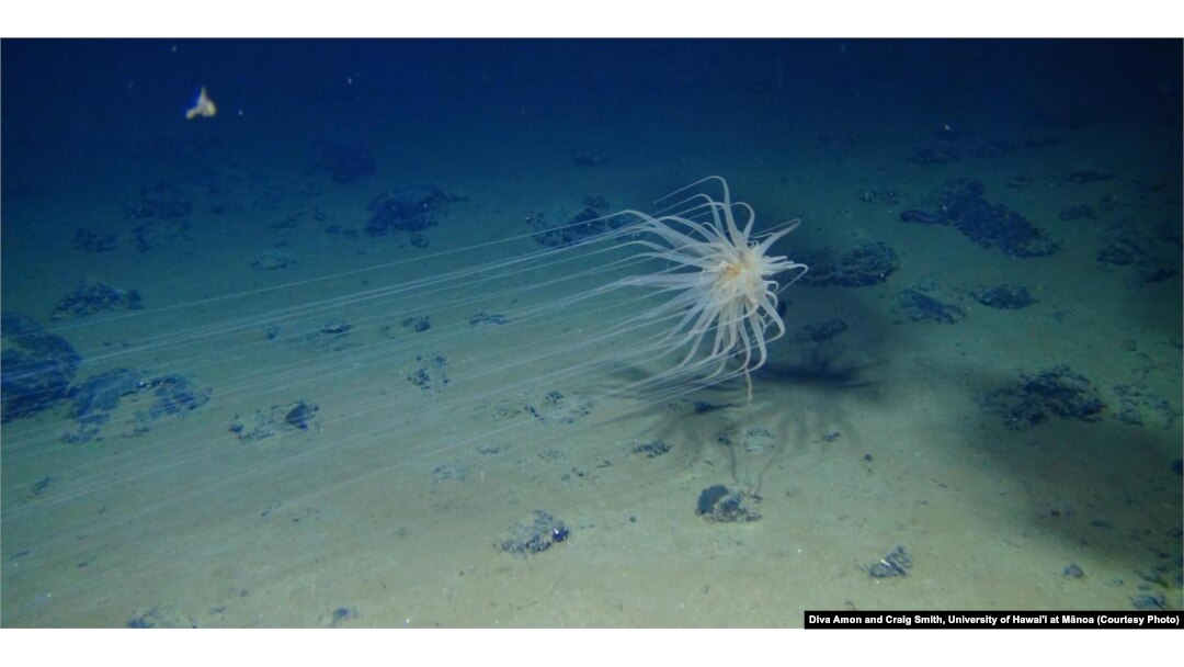 A species of cnidarian in the genus Relicanthus with 2.5-meter long tentacles attached to a dead sponge stalk on a nodule in the eastern Clarion-Clipperton Zone. These are closely related to anemones.