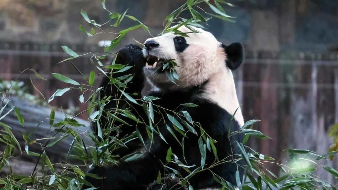 Bei Bei se despidió con un último desayuno en suelo "americano".