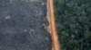 Environmentalists: Life on Earth Hinges on Restoration of World’s Forests