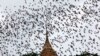 FILE - Bats from a cave fly over Wat Khao Cong Phran Temple in search of food at dusk in Ratchaburi province, 130 kilometers west of Bangkok, Thailand, Sept. 14, 2009.