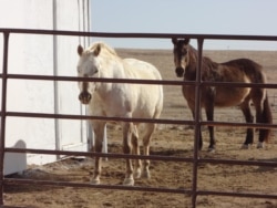 Horse relatives, "Ċante" and "Maske," at SGU's Tiwahe Glu Kini Pi equine therapy program.