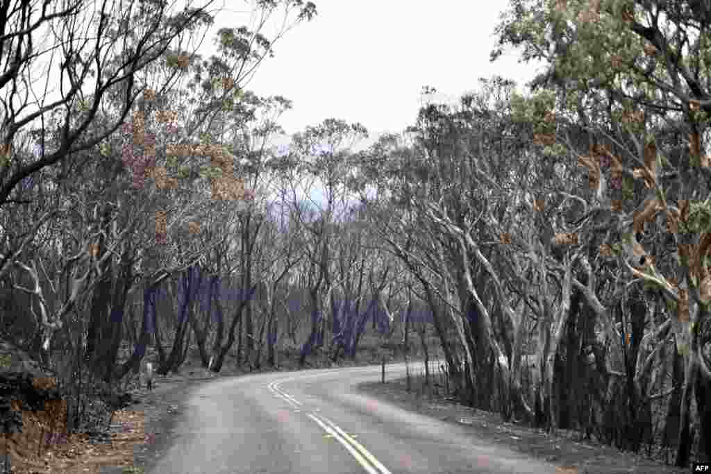 Burnt trees are seen after a bushfire in Mount Weison in Blue Mountains, some 120 kilometers northwest of Sydney.