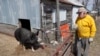 In this Friday, April 17, 2020, photo, Chris Petersen looks at a Berkshire hog in a pen on his farm near Clear Lake, Iowa. COVID-19, the disease caused by the coronavirus, has created problems for all meat producers, but pork farmers have been hit…